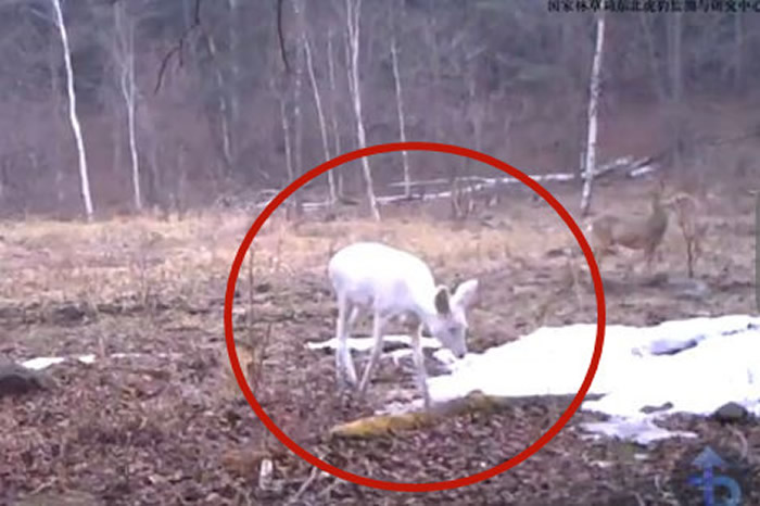 ���Ŵ����ޡ������˼䣡�����������ҹ�԰���˹��־�Ͻ���ٴ����㵽����