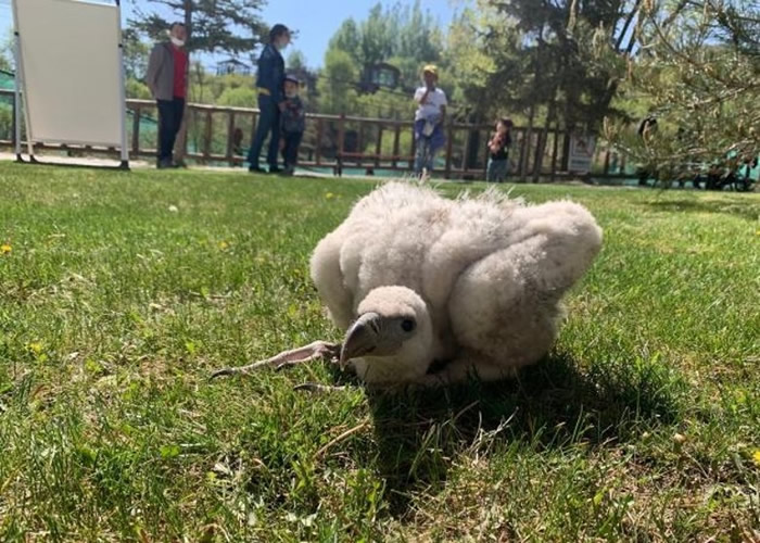 青海西宁野生动物园最新繁育出两只高山兀鹫