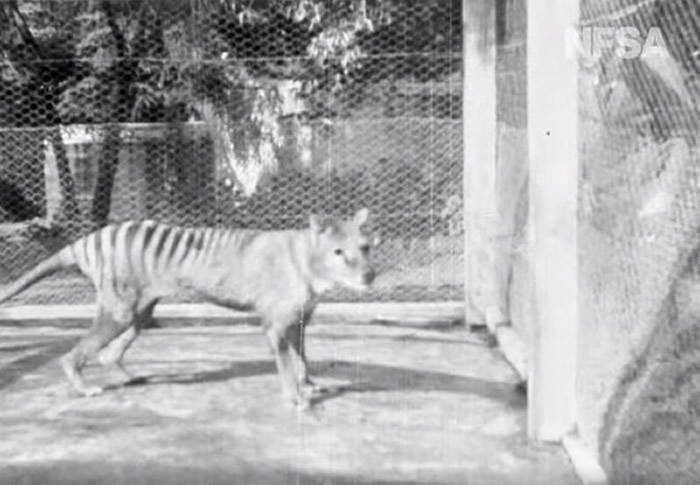 世界上最后一只塔斯马尼亚虎(袋狼)本杰明影像曝光 1935年在澳洲博马里斯动物园拍摄