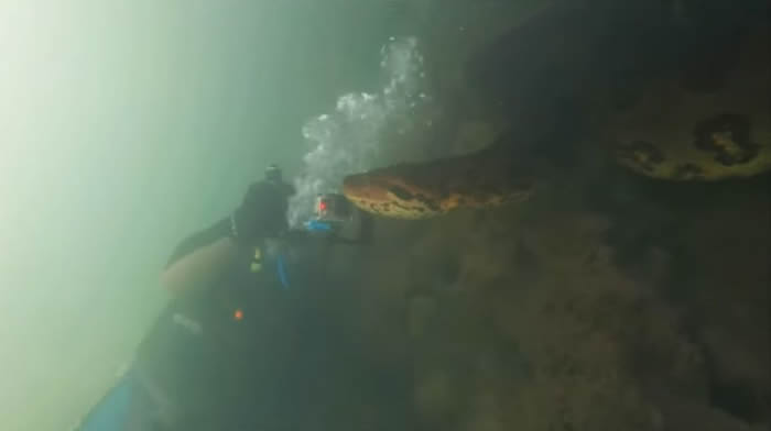 美国水下摄影师Bartolomeo Bove在巴西河流潜水时拍摄到7公尺长超级巨蟒——森蚺