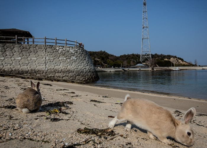 美国西南多州兔群爆发致命出血性(RHDV2)病毒