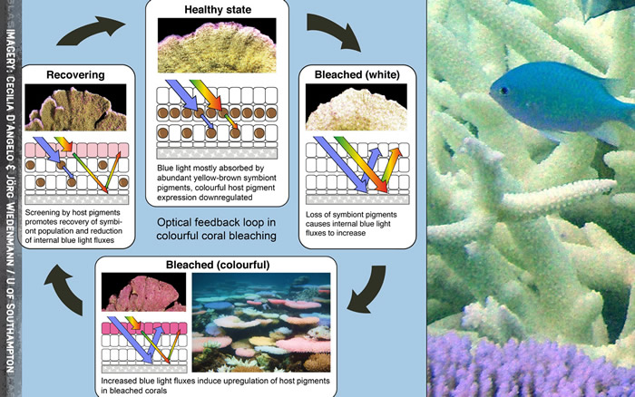《Current Biology》:研究指白化珊瑚能用霓虹灯色素护盾进行自我恢复