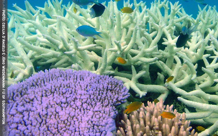 《Current Biology》:研究指白化珊瑚能用霓虹灯色素护盾进行自我恢复