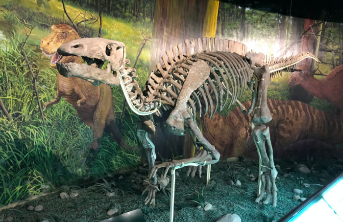 马鬃龙:前无古“龙”的食草专家