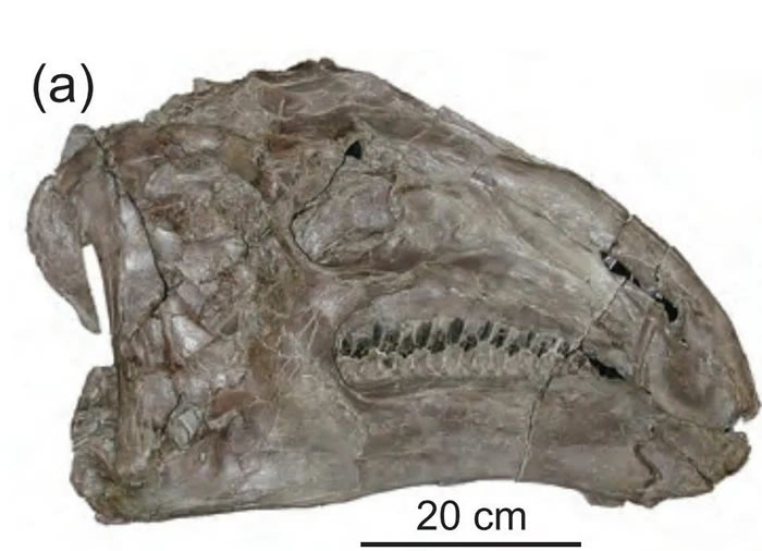 马鬃龙:前无古“龙”的食草专家