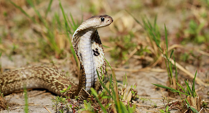 ӡ������ΪŪ����ױ���ж��۾����ӵ����ӵĴ���