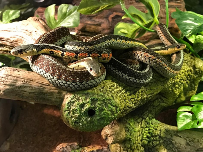 东部袜带蛇会聚在一起,这是一种保持温暖及防御掠食者的策略。 PHOTOGRAPH BY TOM GANTERT