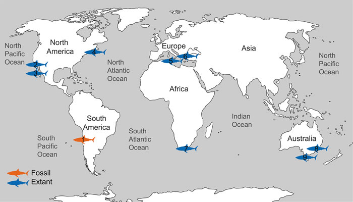 《科学报告》杂志:首次发现史前大白鲨“育婴场”