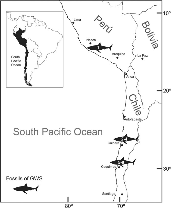 《科学报告》杂志:首次发现史前大白鲨“育婴场”