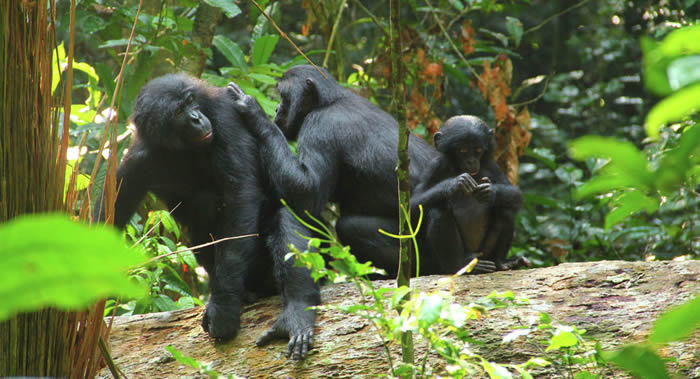 人类语言起源研究:英国生物学家团队发现黑猩猩日常生活中有说话的雏形
