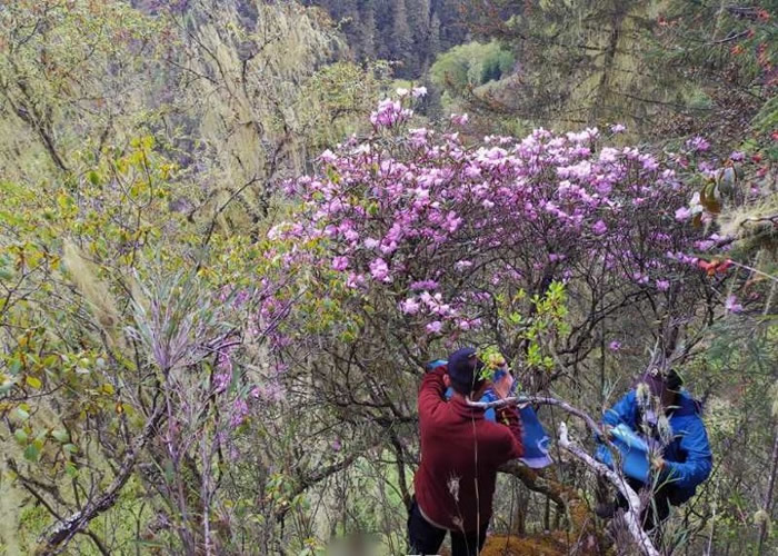四川凉山州野外发现一株枯鲁杜鹃 2013年被评估为“野外灭绝”