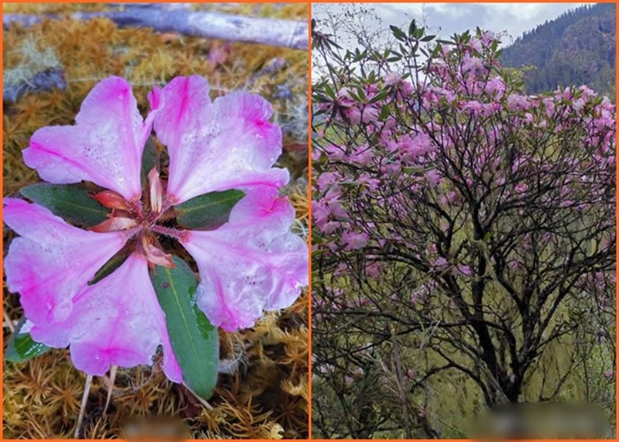 四川凉山州野外发现一株枯鲁杜鹃 2013年被评估为“野外灭绝”