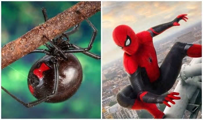 玻利维亚3名年幼兄弟想变成蜘蛛人 竟主动给剧毒“黑寡妇”蜘蛛咬