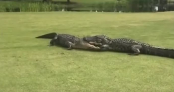 美国南卡罗莱纳州高尔夫球场 两条巨大鳄鱼在草地上互咬扭打长达2小时