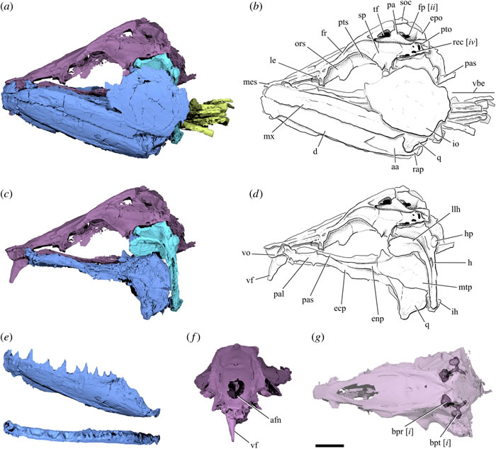 �Ŵ���β�����������Ϊʳ�Ĳ�ʳ�� ����򦽣�ݲ�ɱ����