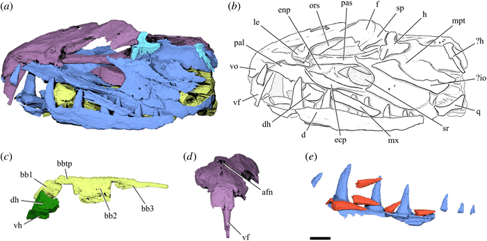 �Ŵ���β�����������Ϊʳ�Ĳ�ʳ�� ����򦽣�ݲ�ɱ����