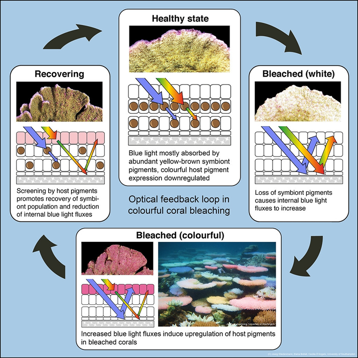 珊瑚白化、发出荧光、恢复健康的过程。 照片来源:Ryan Goehrung推特