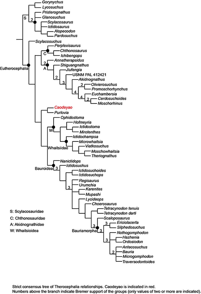关于兽头类的系统关系分析结果,显示曹德尧兽的位置