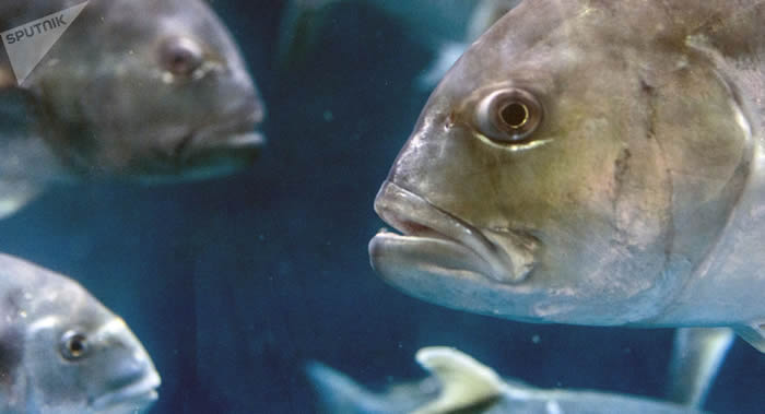 生物学家在淡水斑马鱼身上发现绝望现象 有助更快选择出更先进的抗抑郁症药物