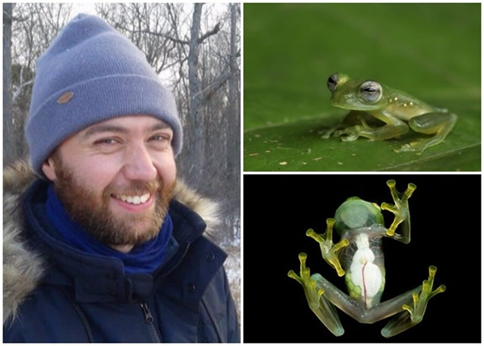 巴尼特(左图)团队验证玻璃蛙(右上下图)身躯透明是伪装机制的假设。