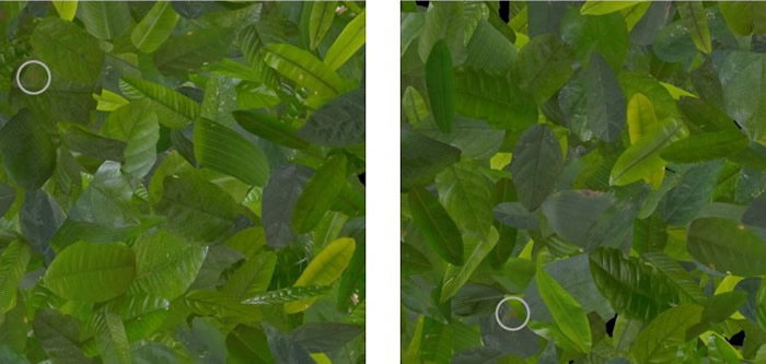 实验拍摄的照片显示玻璃蛙(白圈)难以察觉。