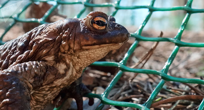 1667�갬���ˡ�ţ����������Ż�����������ߵķ�����¼��