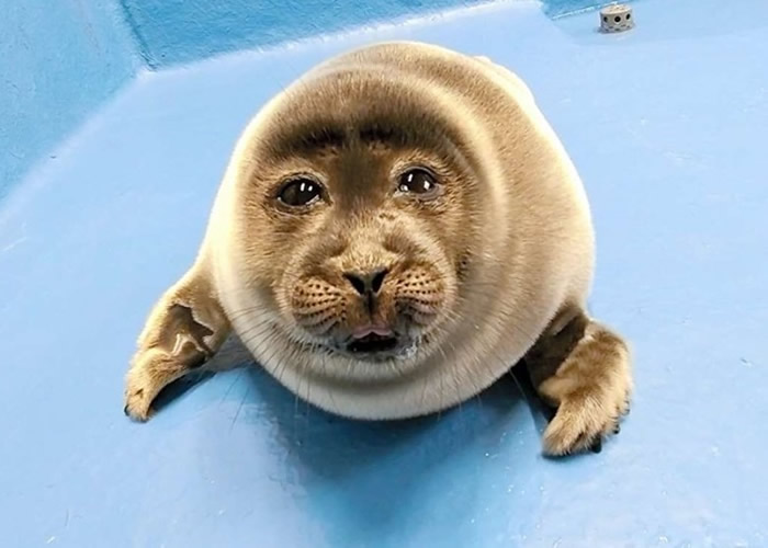 日本三重县鸟羽水族馆“大叔脸”海豹宝宝Nico爆红网络