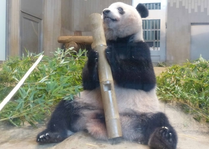 �ձ�������Ұ����԰����è���㽫ӭ��3������ ԰����͸�������������ɳ���Ƭ