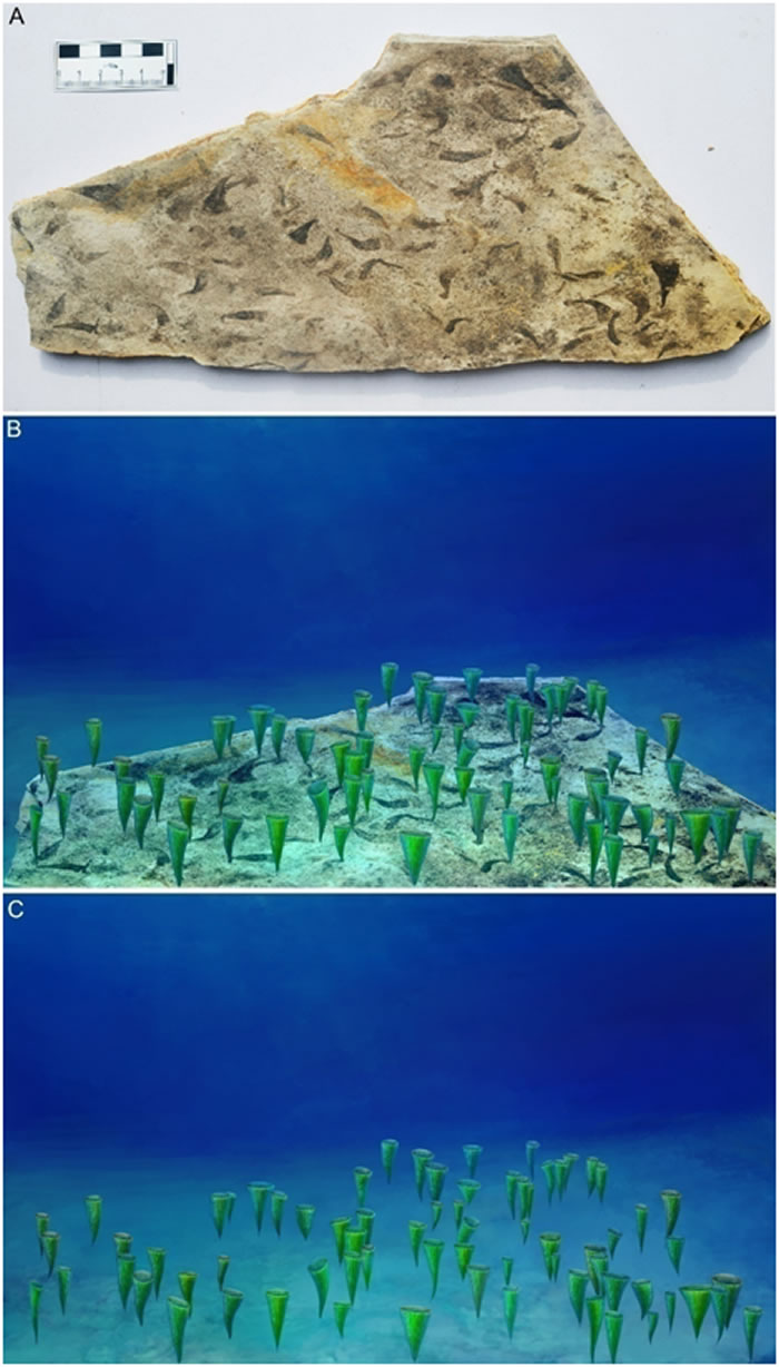 华南埃迪卡拉纪早期蓝田生物群(635-580 Ma)中Flabellophyton组成直立底栖生态居群