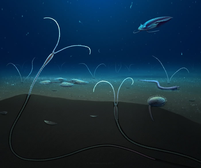 云南省寒武纪早期丹尼多毛虫Dannychaeta tucolus复原图(Robert Nicholls绘)