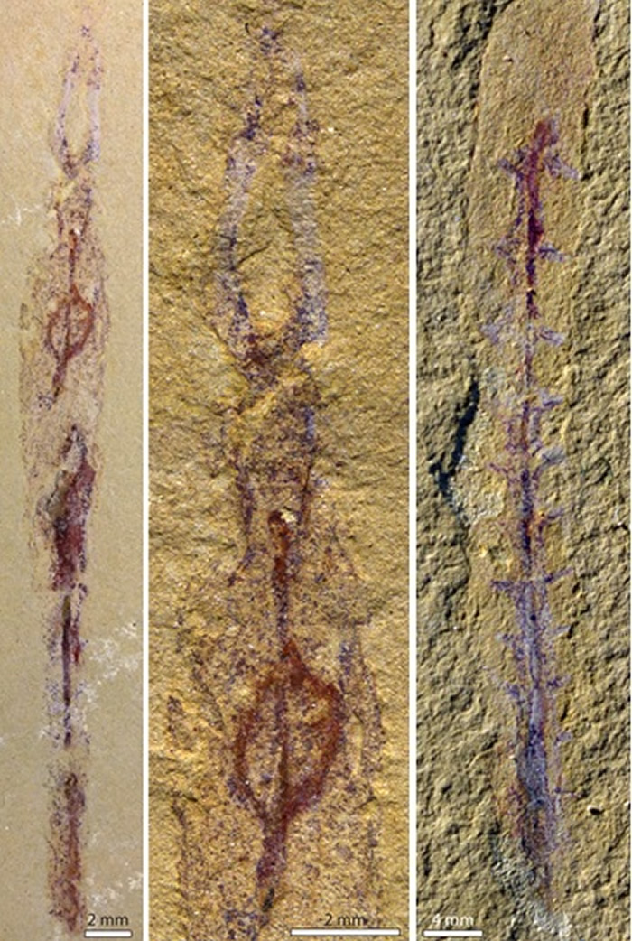 云南省寒武纪早期多毛类环节动物丹尼多毛虫Dannychaeta tucolus(陈红供图)
