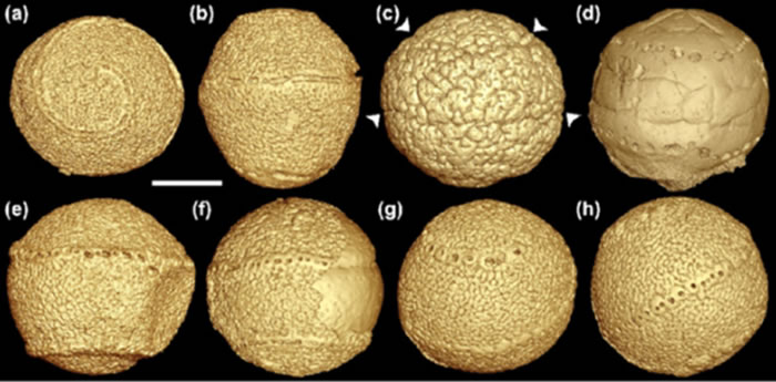 瓮安旋孔虫化石