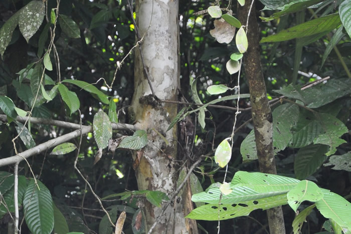 2015年,EDC团队在三宝颜锡布格省重新发现椭圆叶青梅。 图片来源:EDC