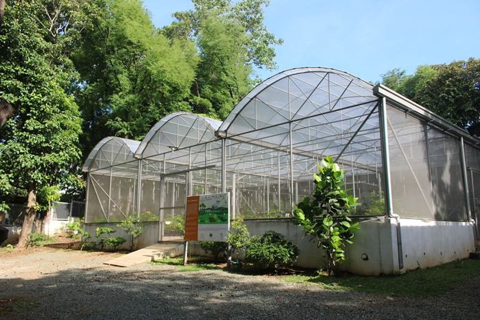 EDC在安蒂波洛市建有尝试培育芽苗的苗圃。 图片来源:EDC