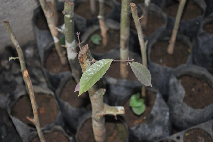 椭圆叶青梅树苗。 图片来源:EDC