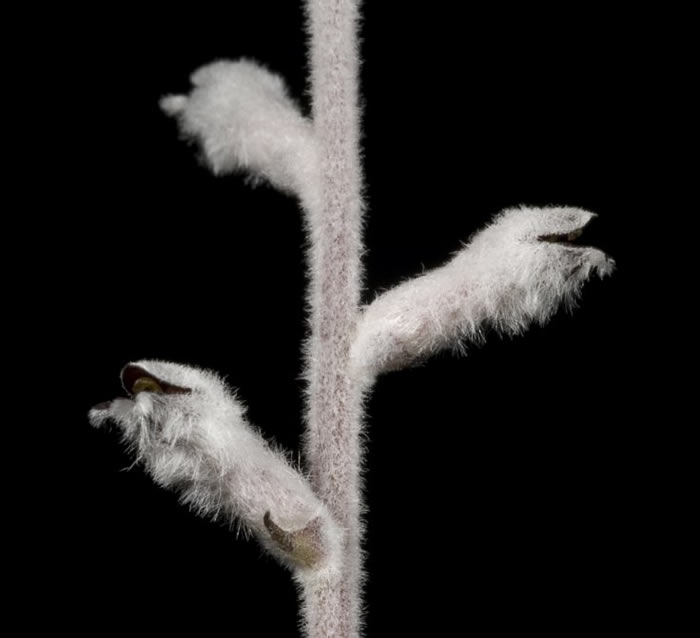 英国《植物学纪事》:新研究发现澳大利亚一种彩烟木属植物可让蚂蚁代替蜜蜂来授粉