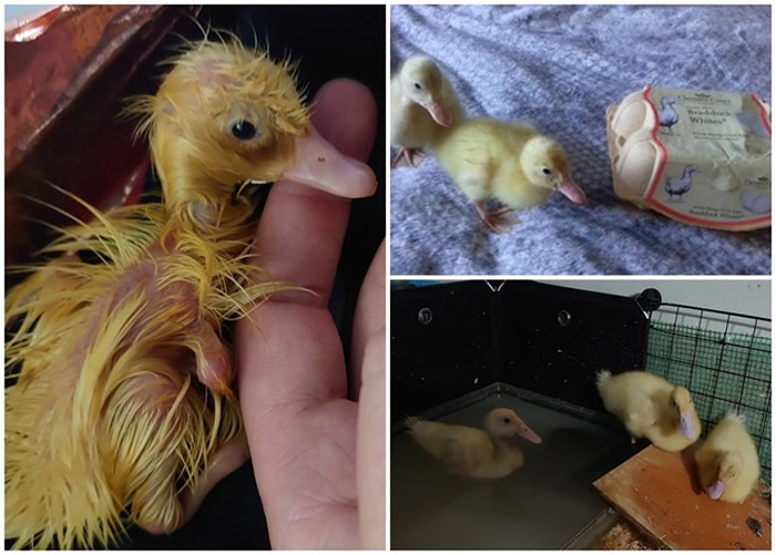 英国赫特福德郡女子超市买鸭蛋 回家孵出3只小鸭