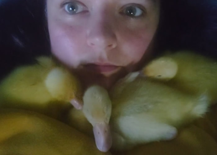 英国赫特福德郡女子超市买鸭蛋 回家孵出3只小鸭