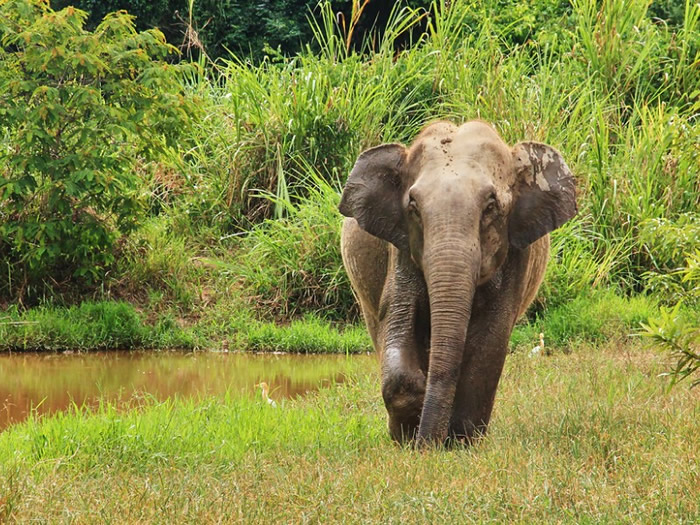 ͼ̩ҹ԰Wild Asian elephant is standing near the pool. Wild elephant at