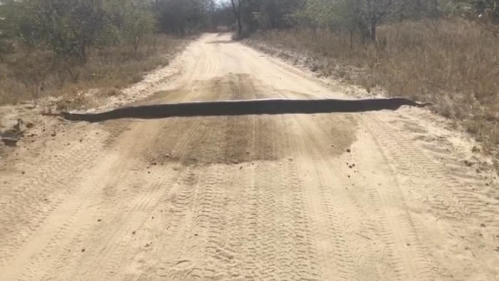 南非林波波省男子驾车发现前面道路有条黑色减速坡 下车才发现是条巨蟒