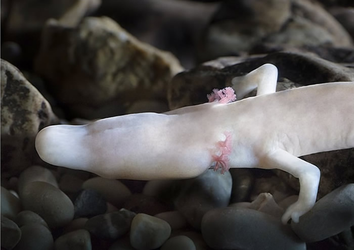 斯洛文尼亚布斯当娜钟乳洞将首次展出3只洞螈宝宝 每天限30人参观