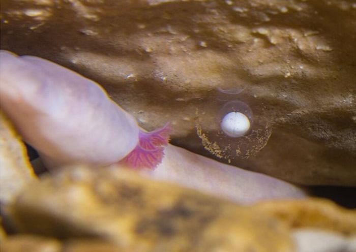 斯洛文尼亚布斯当娜钟乳洞将首次展出3只洞螈宝宝 每天限30人参观