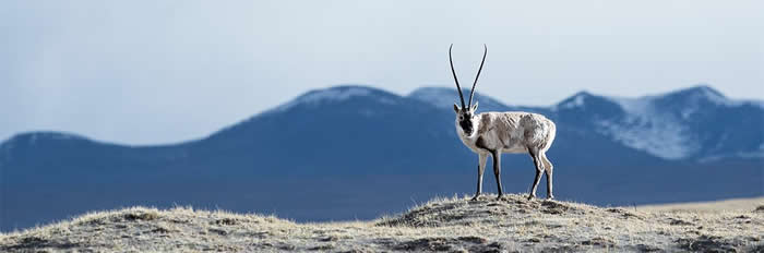成年藏羚羊通过一种不寻常的适应方式克服了高海拔西藏高原的氧气不足