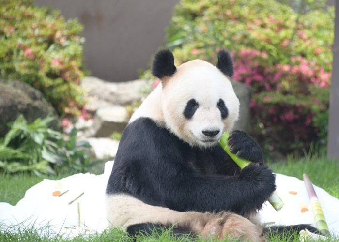 ձ͸ɽذױð硱԰15ŮĴè츸׽