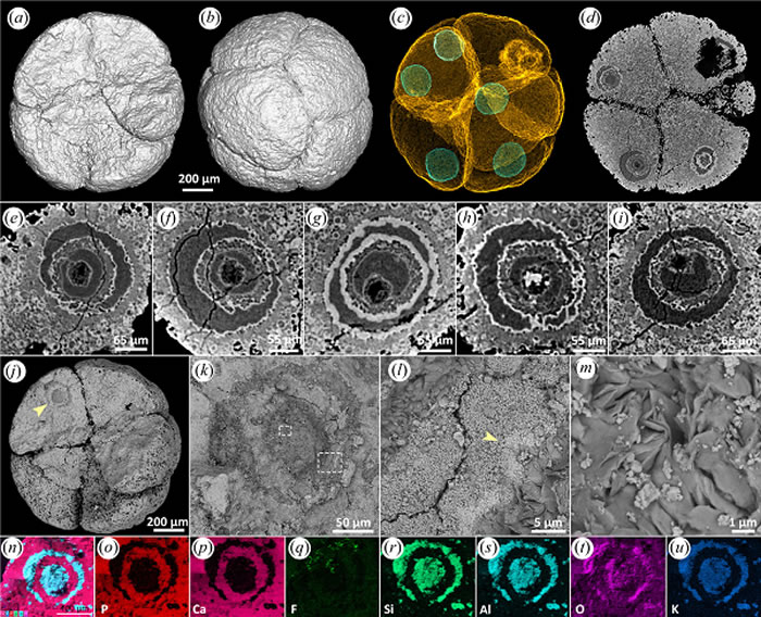 瓮安生物群中一枚破损的胚胎化石(Megasphaera)标本,每个细胞内都保存了一个外轮廓规则的细胞核,细胞核内部发生了多次期、多重矿物相交代和充填