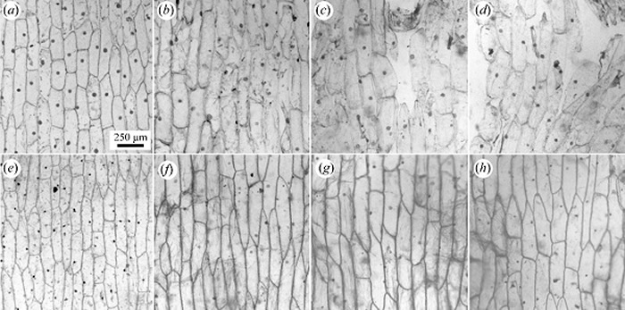 活组织细胞核腐解埋藏学模拟实验,结果显示8周内在无氧条件、还原条件下细胞核的抗腐烂能力均优于细胞质