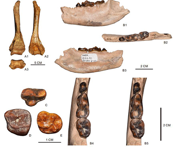 提拉瓦曙熊化石(江左其杲 供图)