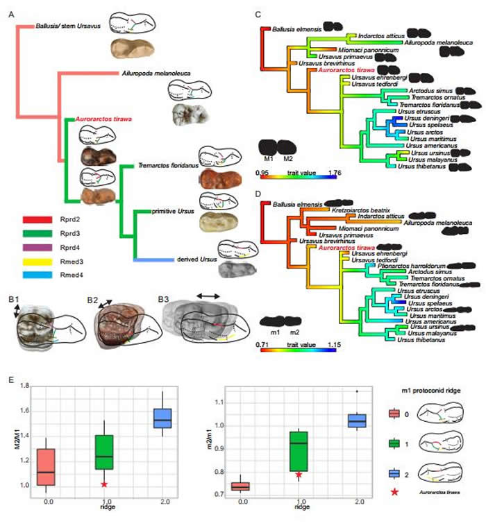 熊亚科的牙齿结构演化(江左其杲 供图)