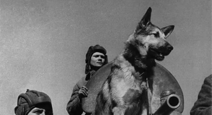 伟大卫国战争时期为战胜法西斯主义做出奉献的苏联红军军犬