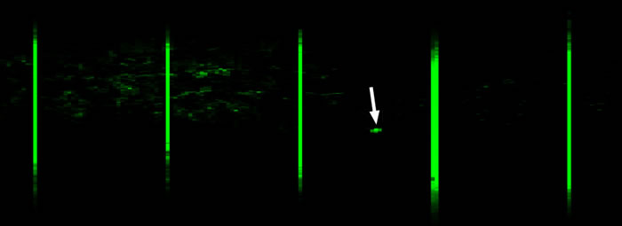 ͼ˻ļӰ񡣷һĲݻʯͼƬṩThomas G Kayeļ塣